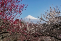 photo?id=3529&suffix=t
