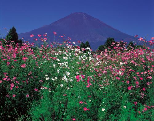 コスモスと富士山／ハローナビしずおか 静岡県観光情報