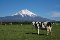 photo?id=3531&suffix=t