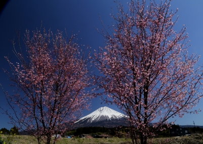 photo?id=3545&suffix=m