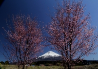 photo?id=3545&suffix=t