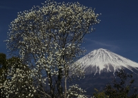 photo?id=3546&suffix=t