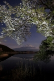 photo?id=3548&suffix=t