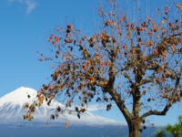 photo?id=3554&suffix=t