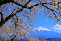 photo?id=3572&suffix=t
