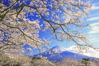 photo?id=3585&suffix=t