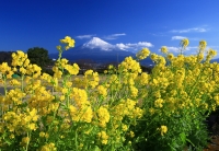 photo?id=3586&suffix=t