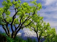 photo?id=3591&suffix=t