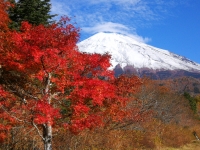photo?id=3606&suffix=t