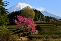 photo?id=3612&suffix=t