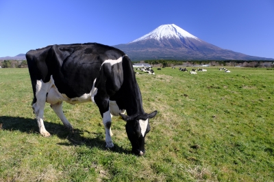 photo?id=3638&suffix=m