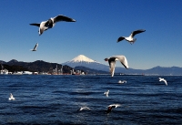 photo?id=3649&suffix=t
