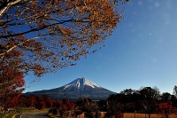 photo?id=3650&suffix=t