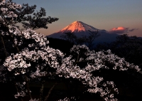 photo?id=3671&suffix=t