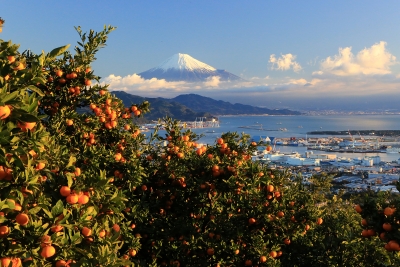 photo?id=3687&suffix=m