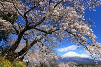 photo?id=3699&suffix=t