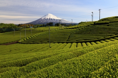 photo?id=3701&suffix=m