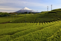 photo?id=3701&suffix=t