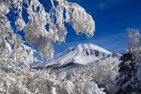 photo?id=3713&suffix=t