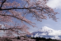 photo?id=3753&suffix=t