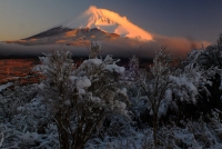 photo?id=3800&suffix=t