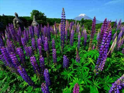 photo?id=3851&suffix=m