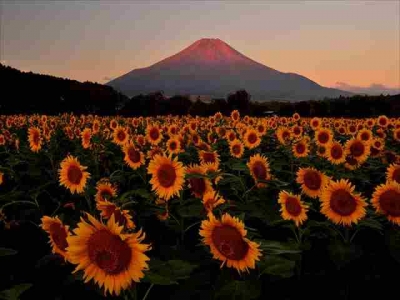photo?id=3854&suffix=m