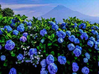 photo?id=3885&suffix=m