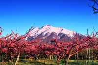 photo?id=4257&suffix=t