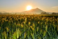 photo?id=4311&suffix=t