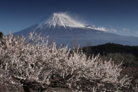 photo?id=4575&suffix=t