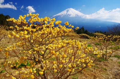 photo?id=4631&suffix=m