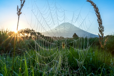 photo?id=5167&suffix=m