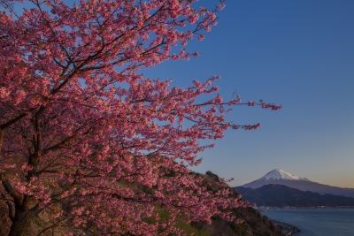 photo?id=5310&suffix=m