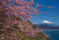 photo?id=5390&suffix=t