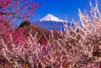 photo?id=5469&suffix=t