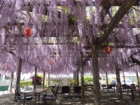 photo?id=5557&suffix=t