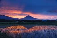 photo?id=5775&suffix=t