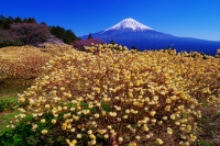 photo?id=5880&suffix=t