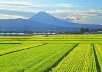 photo?id=5893&suffix=t