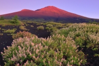 photo?id=6038&suffix=t