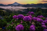 photo?id=6680&suffix=t