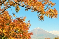 photo?id=686&suffix=t