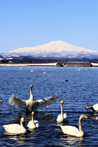 photo?id=6979&suffix=m