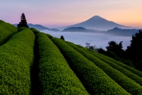 photo?id=7487&suffix=t