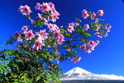 photo?id=815&suffix=m