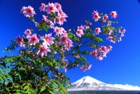 photo?id=815&suffix=t