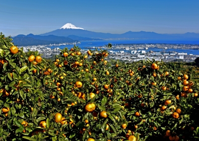 photo?id=825&suffix=m