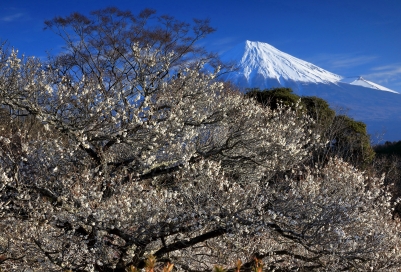 photo?id=8784&suffix=m
