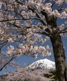 photo?id=887&suffix=t